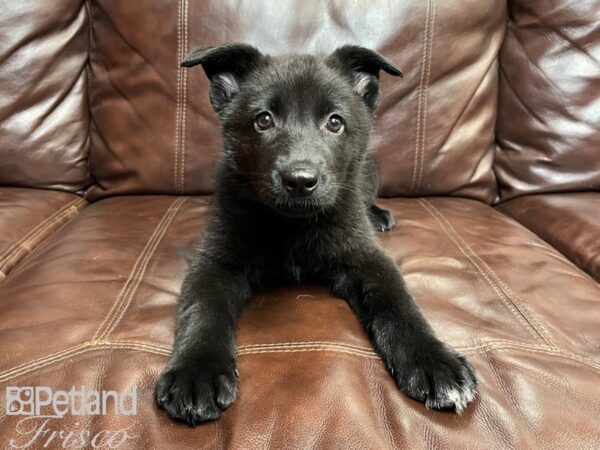 German Shepherd DOG Female Black 26908 Petland Frisco, Texas