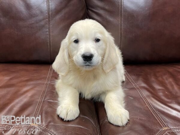 Golden Retriever-DOG-Male-LIGHT GOLDEN-26909-Petland Frisco & Mckinney, Texas