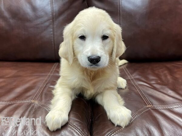 Golden Retriever-DOG-Male-LIGHT GOLDEN-26910-Petland Frisco & Mckinney, Texas