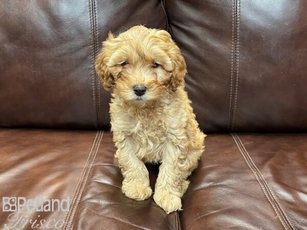F1B Mini Goldendoodle-DOG-Female-Red-26911-Petland Frisco & Mckinney, Texas