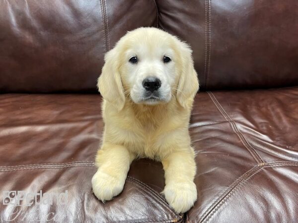 Golden Retriever-DOG-Female-LIGHT GOLDEN-26912-Petland Frisco & Mckinney, Texas