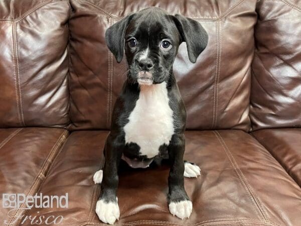 Boxer DOG Female Black White 26913 Petland Frisco, Texas