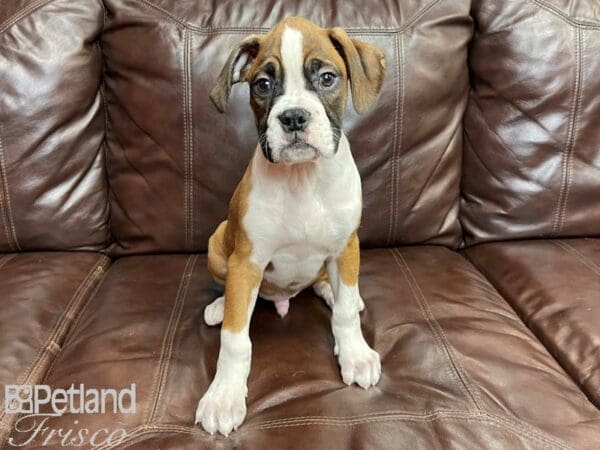 Boxer DOG Male Fawn White 26914 Petland Frisco, Texas