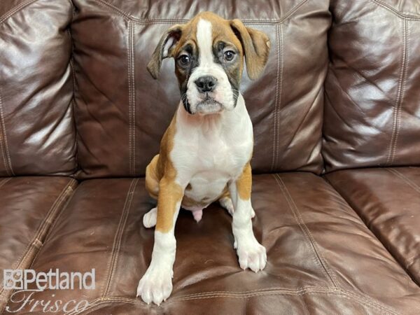 Boxer-DOG-Male-Fawn White-26914-Petland Frisco & Mckinney, Texas
