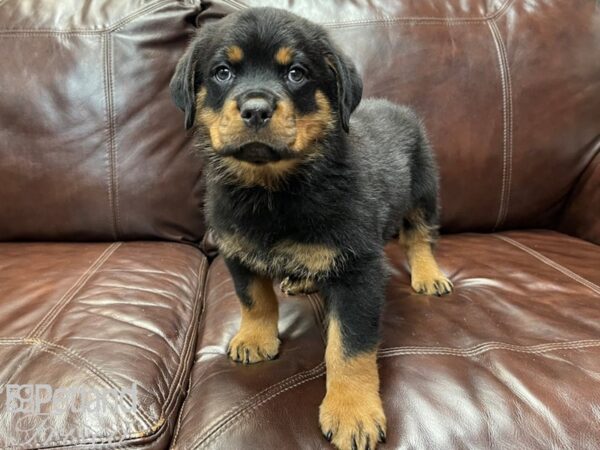 Rottweiler DOG Male Black & Tan 26915 Petland Frisco, Texas