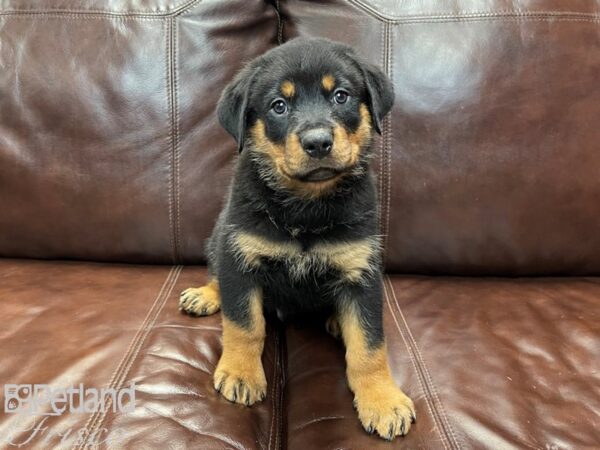 Rottweiler DOG Male Black & Tan 26916 Petland Frisco, Texas