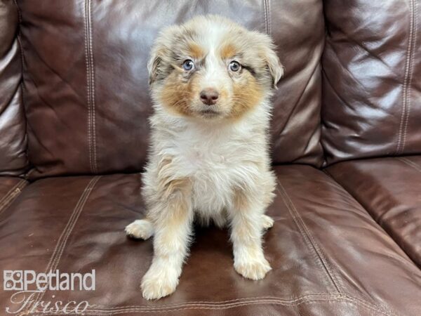 Australian Shepherd DOG Female Red Merle 26918 Petland Frisco, Texas