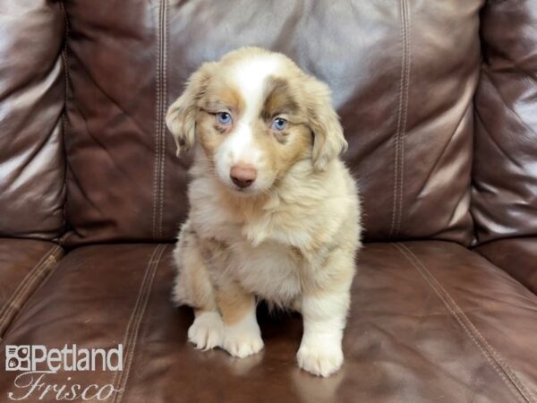 Miniature Australian Shepherd-DOG-Female-RED MERLE-26919-Petland Frisco & Mckinney, Texas