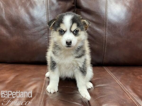 Pomsky-DOG-Female-BLK WHITE-26920-Petland Frisco, Texas