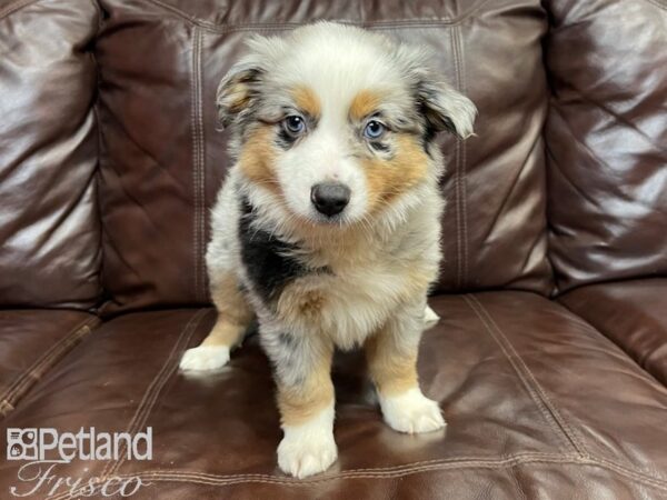 Miniature Australian Shepherd-DOG-Male-BLUE MERLE-26921-Petland Frisco & Mckinney, Texas