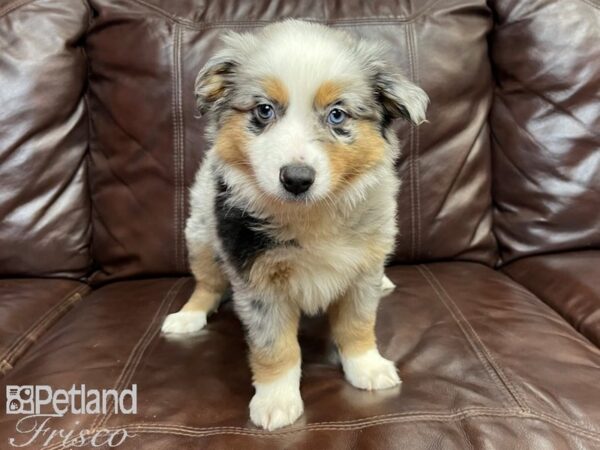 Miniature Australian Shepherd-DOG-Male-BLUE MERLE-26921-Petland Frisco, Texas