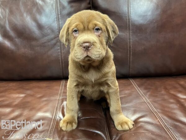 Mini Hippo DOG Female choc 26922 Petland Frisco, Texas