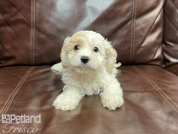 Cava Chon-DOG-Male-BLENHEIM-26924-Petland Frisco, Texas