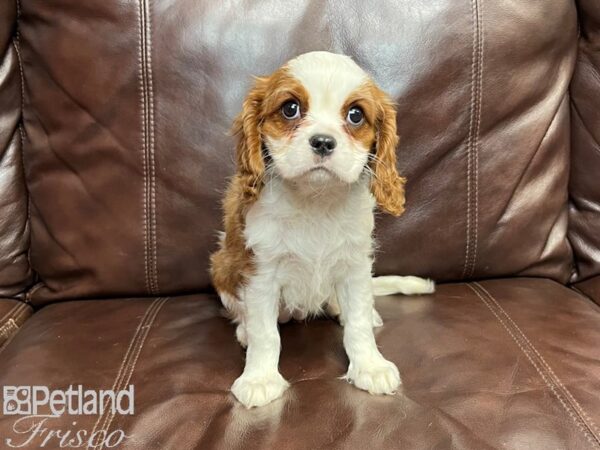 Cavalier King Charles Spaniel-DOG-Female-Blienhiem-26925-Petland Frisco & Mckinney, Texas