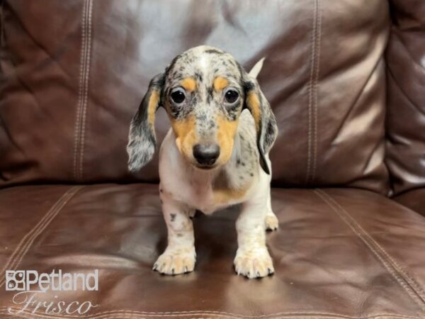 Miniature Dachshund-DOG-Male-sliver dapple-26926-Petland Frisco, Texas