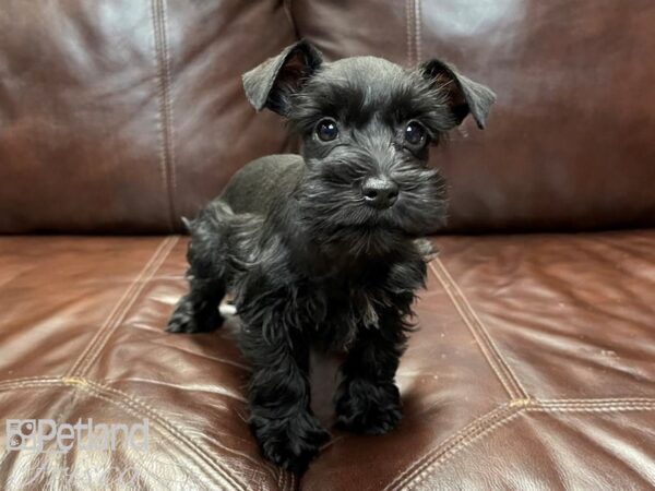 Miniature Schnauzer-DOG-Female-BLK-26928-Petland Frisco & Mckinney, Texas