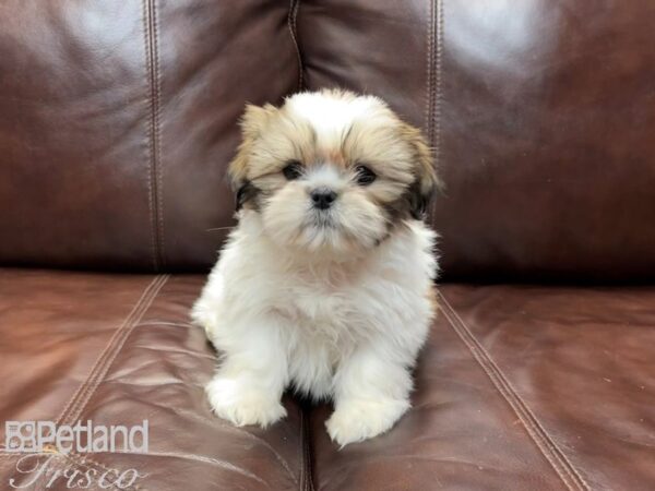 Shih Tzu-DOG-Male-Sable-26936-Petland Frisco & Mckinney, Texas