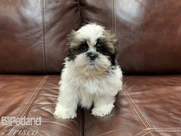 Shih Tzu-DOG-Male-Sable-26937-Petland Frisco & Mckinney, Texas