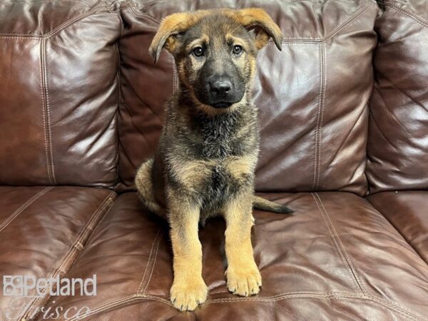 German Shepherd DOG Male Sable 26939 Petland Frisco, Texas