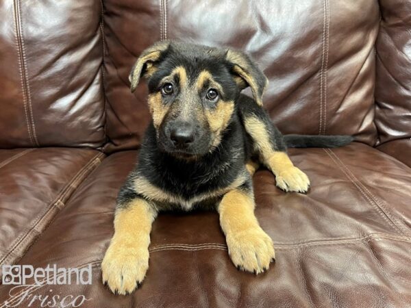 German Shepherd DOG Female BLK & TAN 26940 Petland Frisco, Texas