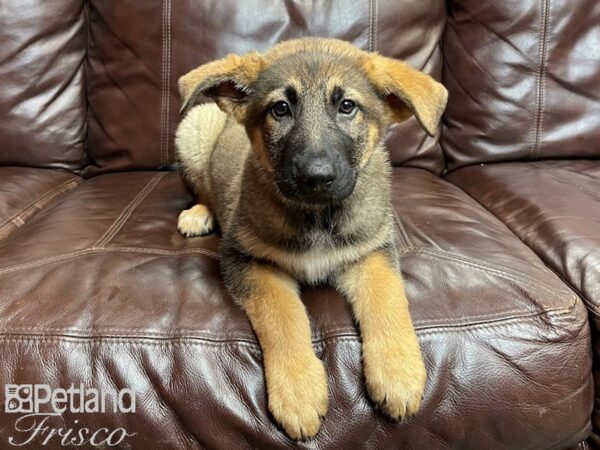 German Shepherd DOG Male Sable 26941 Petland Frisco, Texas