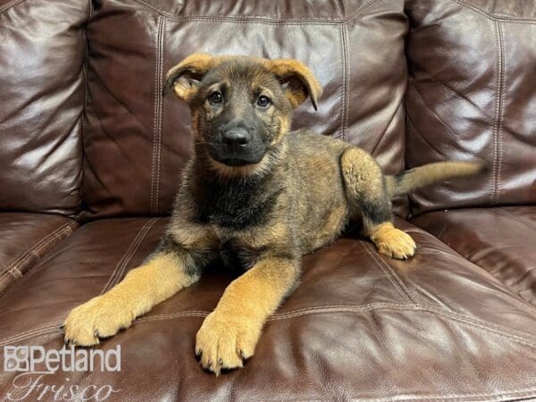 German Shepherd-DOG-Female-Sable-26942-Petland Frisco, Texas