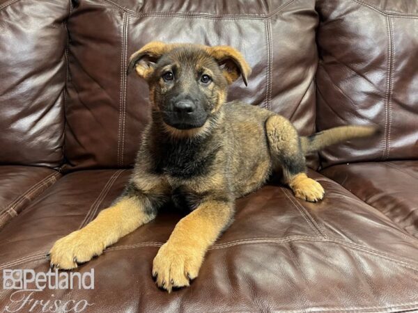 German Shepherd DOG Female Sable 26942 Petland Frisco, Texas