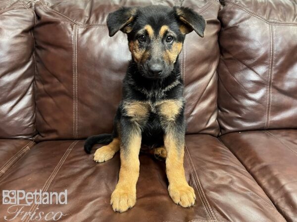 German Shepherd DOG Female Blk & Tan 26943 Petland Frisco, Texas