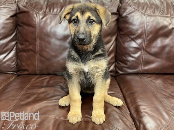 German Shepherd-DOG-Female-Blk & Tan-26944-Petland Frisco & Mckinney, Texas
