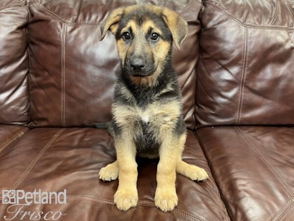 German Shepherd DOG Female Blk & Tan 26944 Petland Frisco, Texas