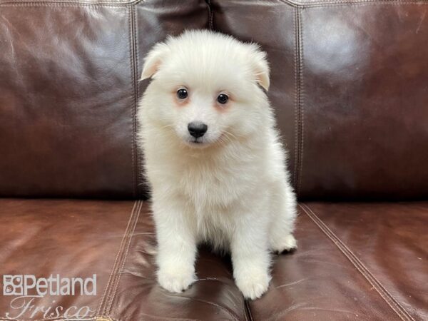 American Eskimo DOG Male White 26945 Petland Frisco, Texas