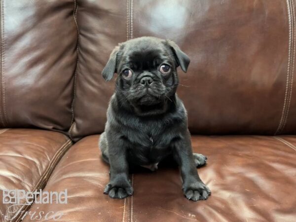 Pug-DOG-Male-Black-26946-Petland Frisco & Mckinney, Texas