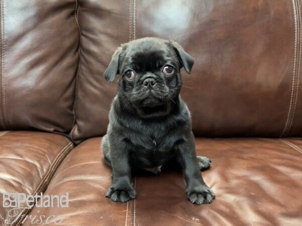 Pug-DOG-Male-Black-26946-Petland Frisco, Texas