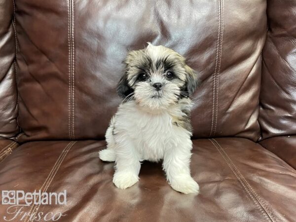 Lhasa Apso DOG Female Grizzle 26947 Petland Frisco, Texas