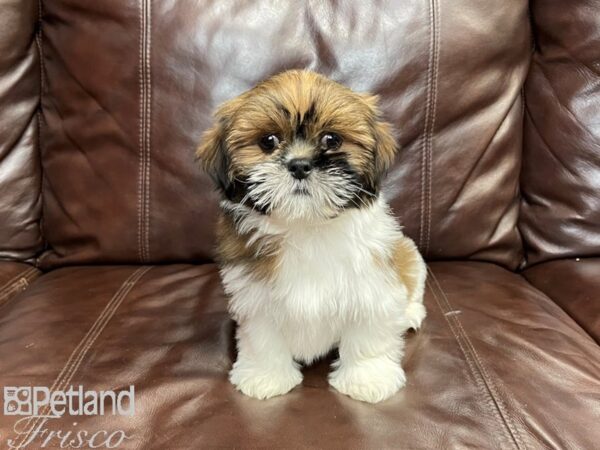 Lhasa Apso DOG Female Red Gold 26948 Petland Frisco, Texas