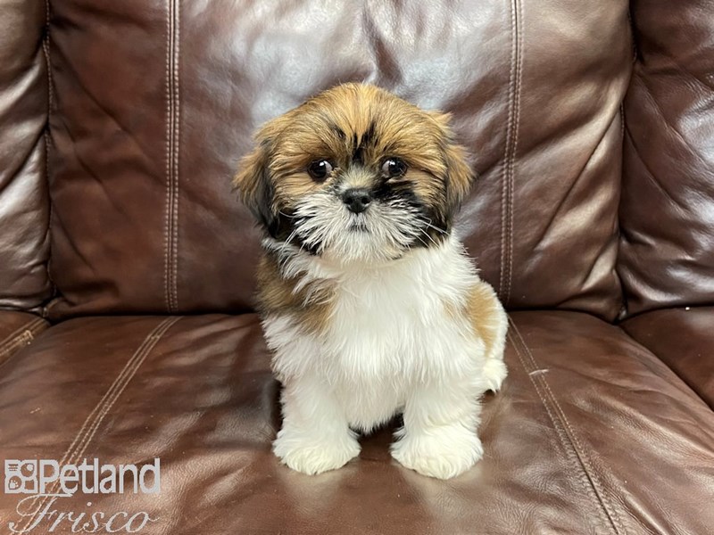 Lhasa ApsoDOGFemaleRed Gold2925735Petland Frisco, Texas