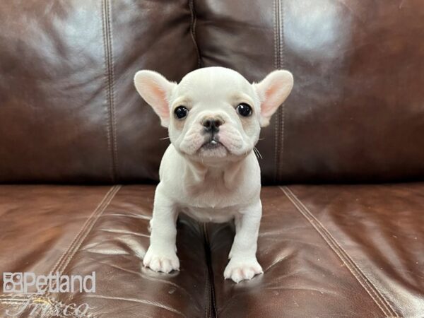 French Bulldog-DOG-Male--26950-Petland Frisco, Texas