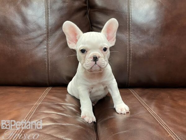 French Bulldog-DOG-Female--26951-Petland Frisco, Texas