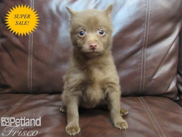 Schipperke DOG Female Chocolate 26639 Petland Frisco, Texas