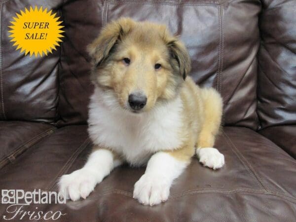 Collie DOG Male Sable and White 26776 Petland Frisco, Texas