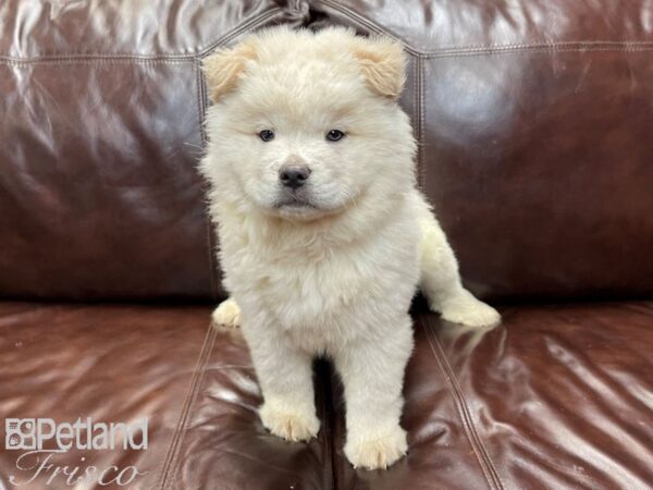 Chow Chow DOG Male Cream 26952 Petland Frisco, Texas