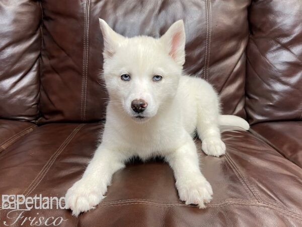 Siberian Husky-DOG-Female-White-26955-Petland Frisco & Mckinney, Texas