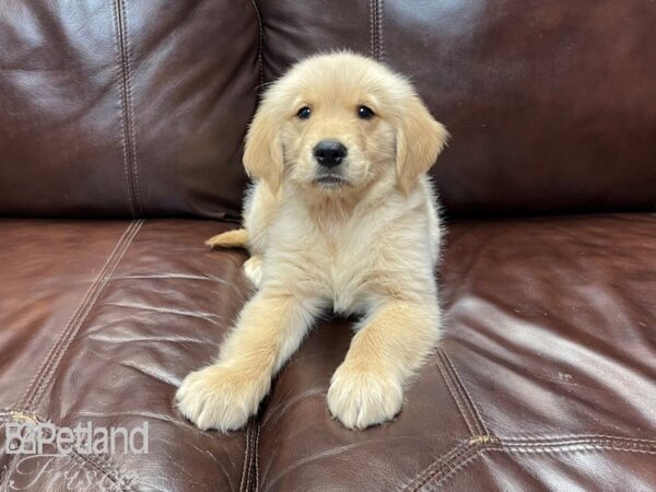 Golden Retriever-DOG-Female-Golden-26956-Petland Frisco & Mckinney, Texas