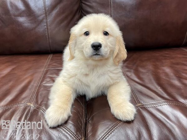 Golden Retriever-DOG-Female-Golden-26957-Petland Frisco & Mckinney, Texas