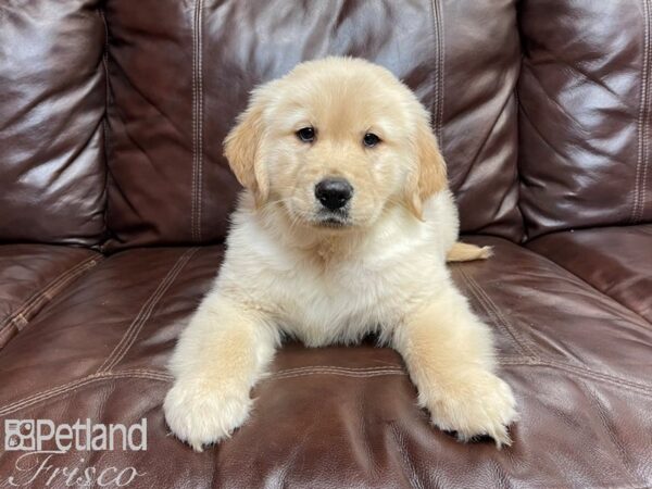 Golden Retriever-DOG-Female-Golden-26958-Petland Frisco & Mckinney, Texas
