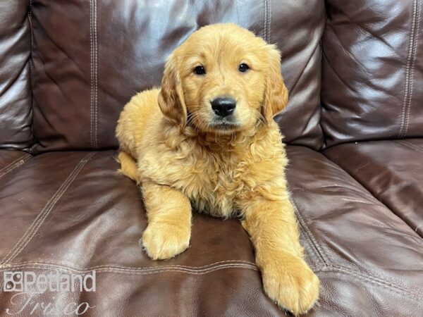 Golden Retriever-DOG-Female-Golden-26959-Petland Frisco & Mckinney, Texas