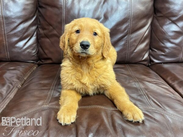 Golden Retriever-DOG-Male-Golden-26960-Petland Frisco & Mckinney, Texas