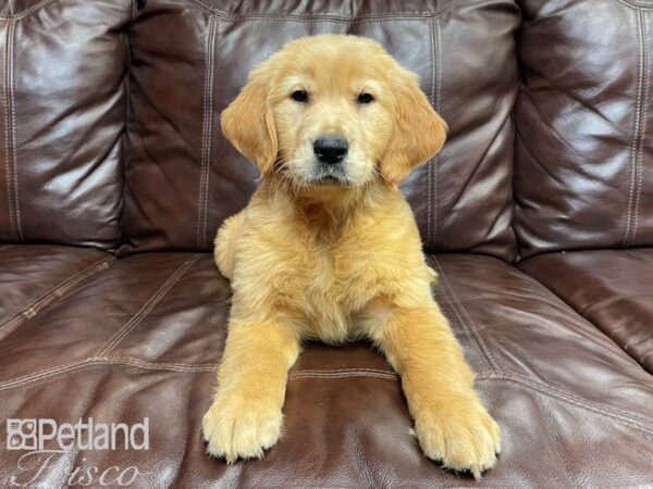 Golden Retriever-DOG-Female-Golden-26961-Petland Frisco & Mckinney, Texas