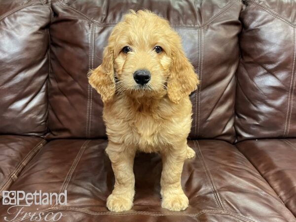 F1 Standard Goldendoodle-DOG-Male-Gold-26962-Petland Frisco & Mckinney, Texas