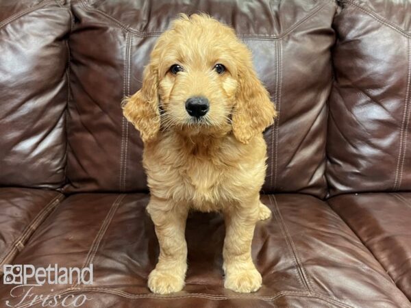 F1 Standard Goldendoodle DOG Male Gold 26962 Petland Frisco, Texas